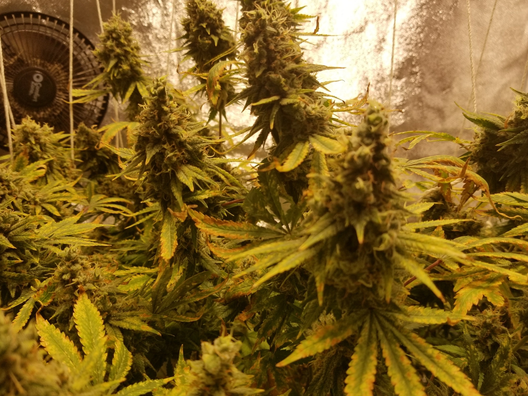 Plants_8-5-17.jpg