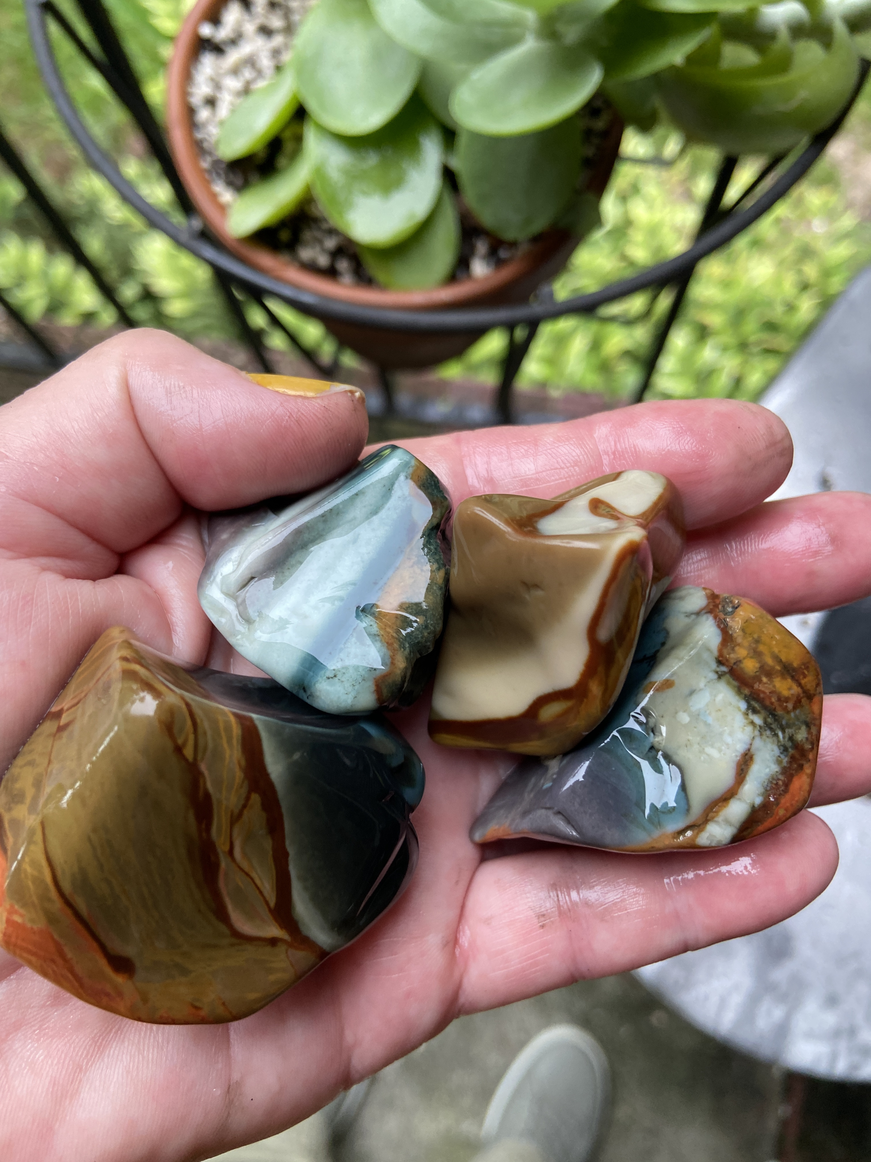 polychrome tmbld.JPG