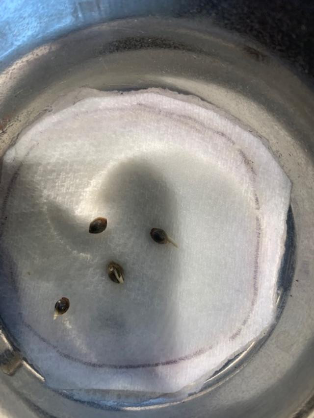 popping.jpg