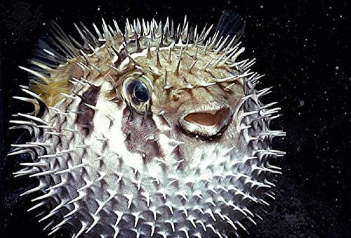 porc fish2.jpeg
