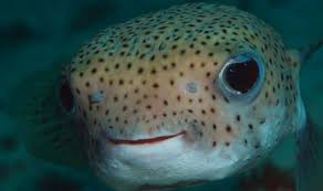porc fish3.jpeg