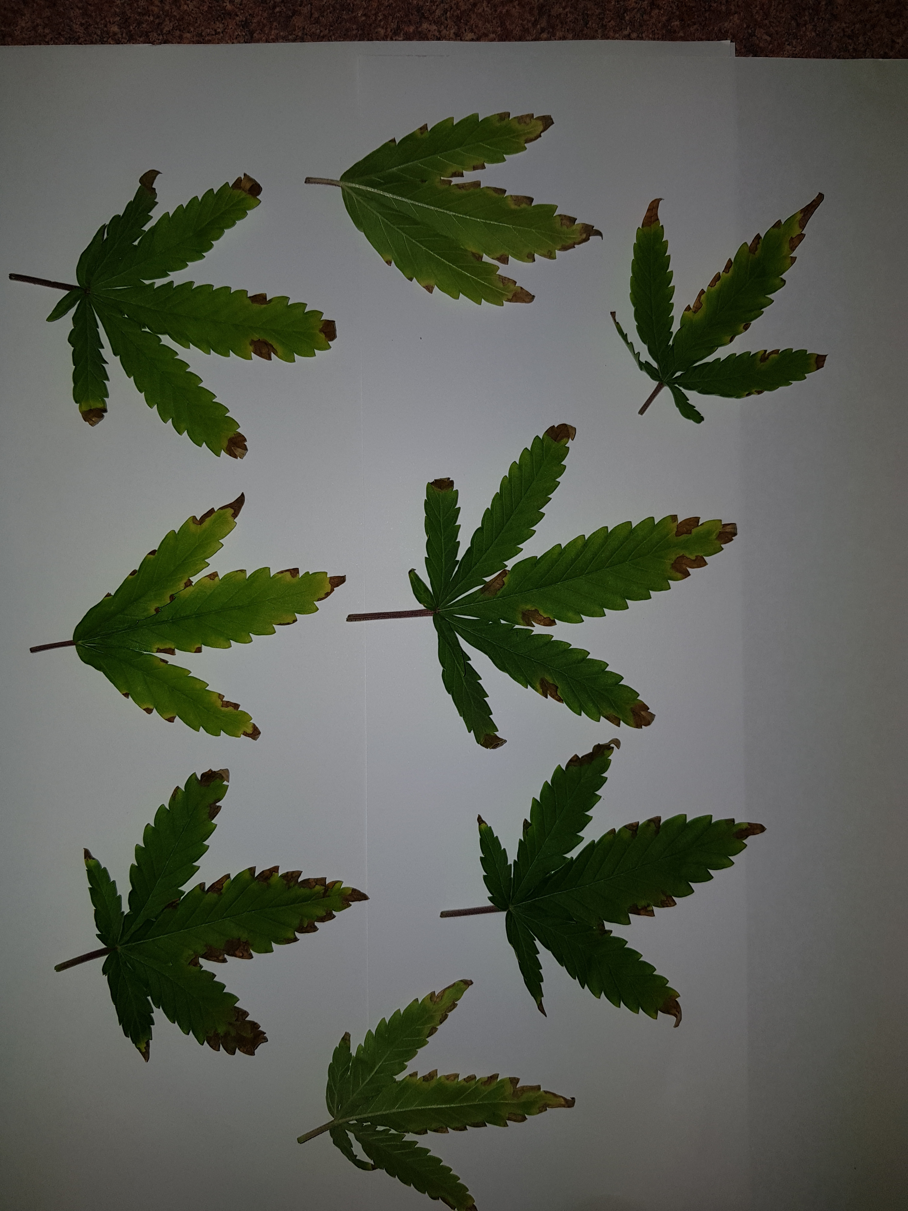 pot.jpg