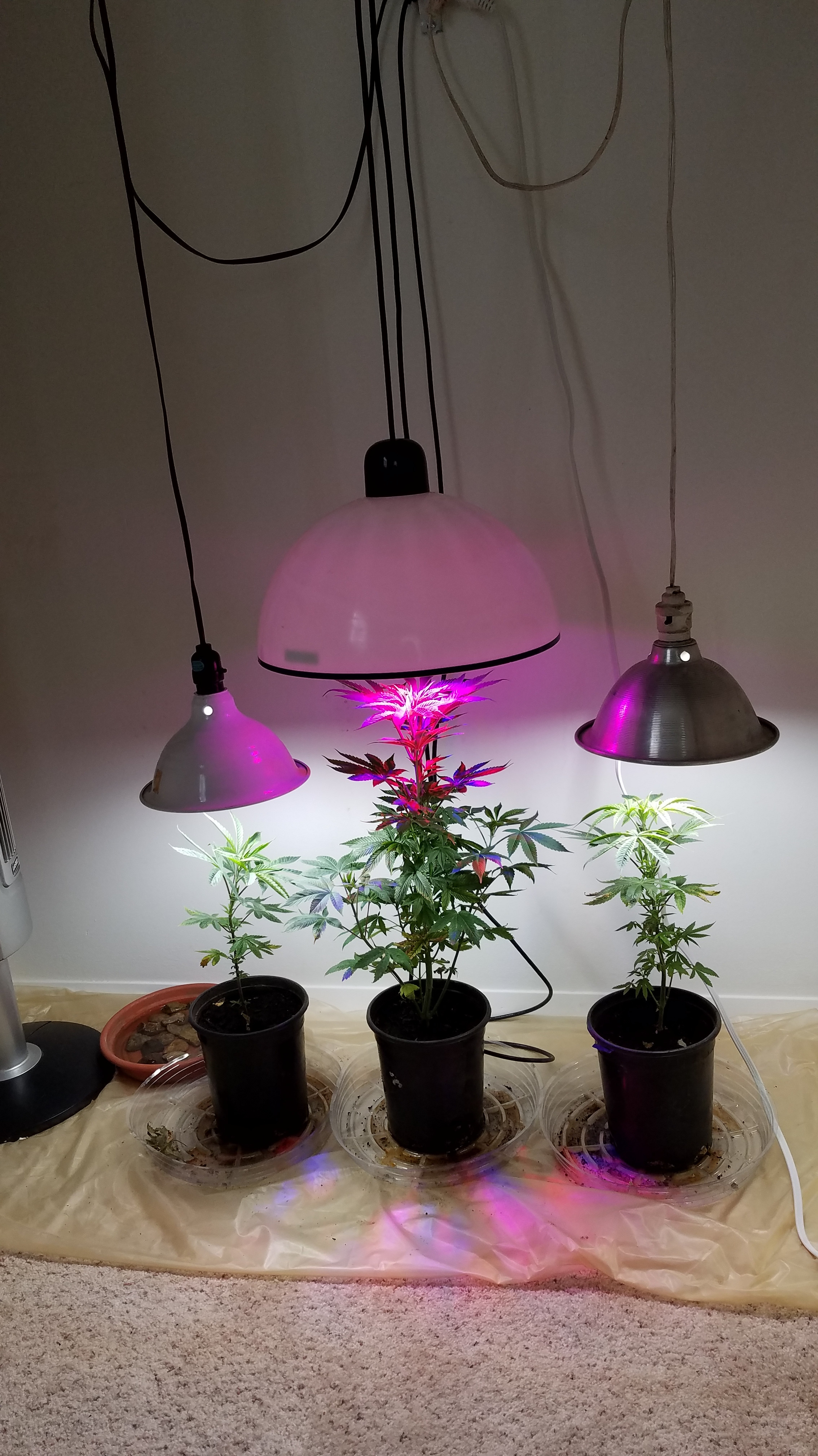 pot.jpg