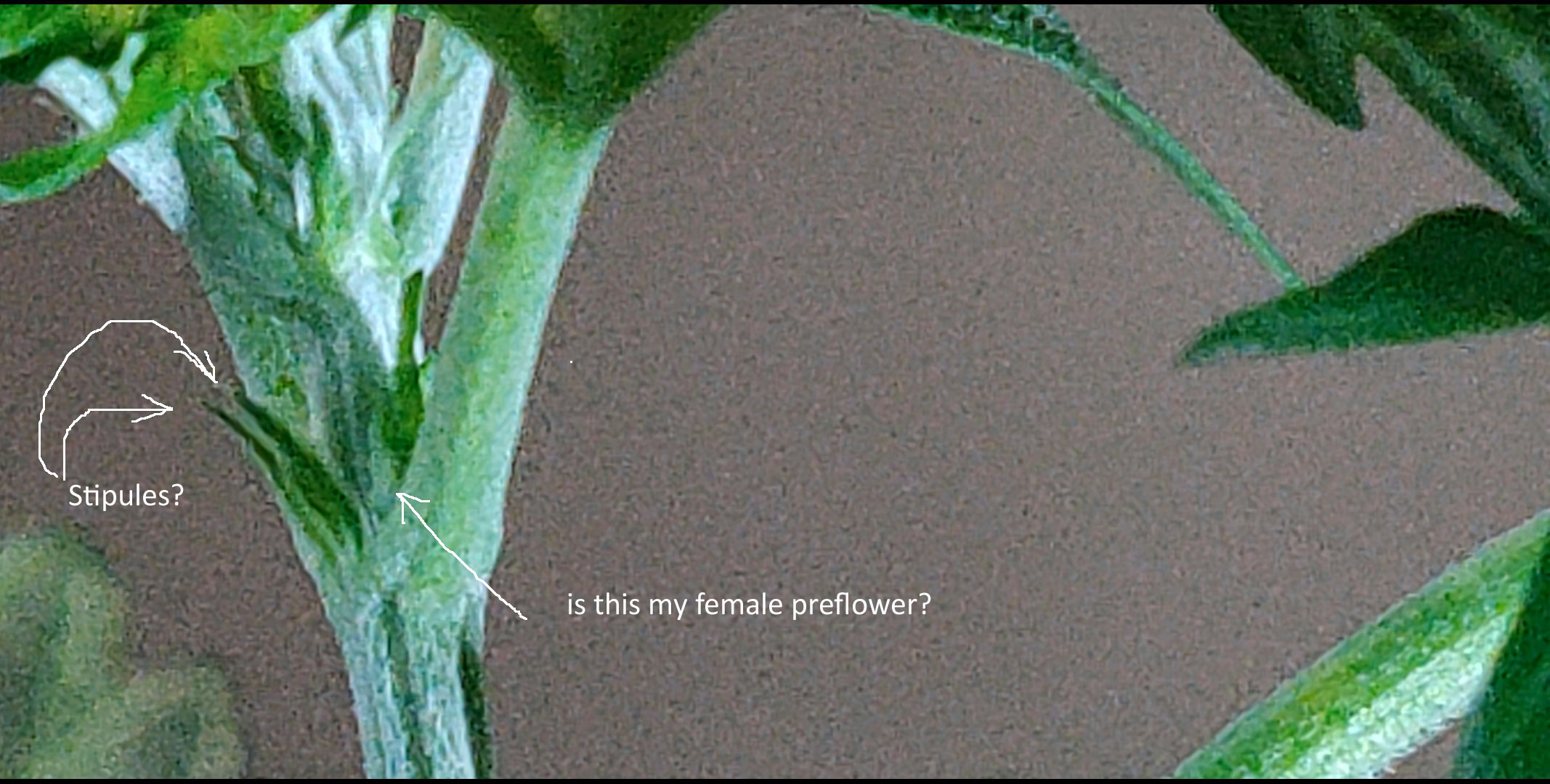 preflower.jpg