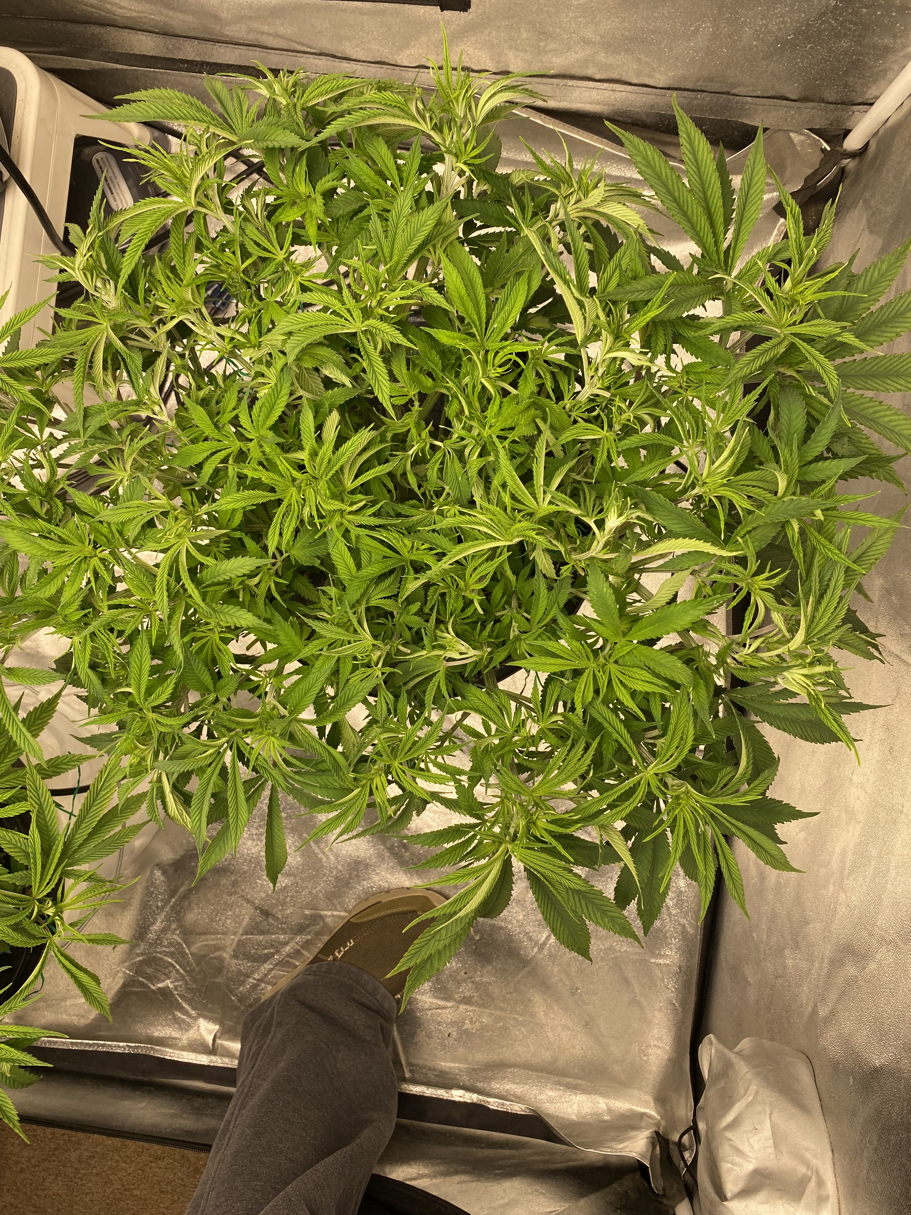 PPK (left) PB (right) - Click image for larger version  Name:	Preflower_Defoliation Week 8.jpg Views:	11 Size:	4.72 MB ID:	559423