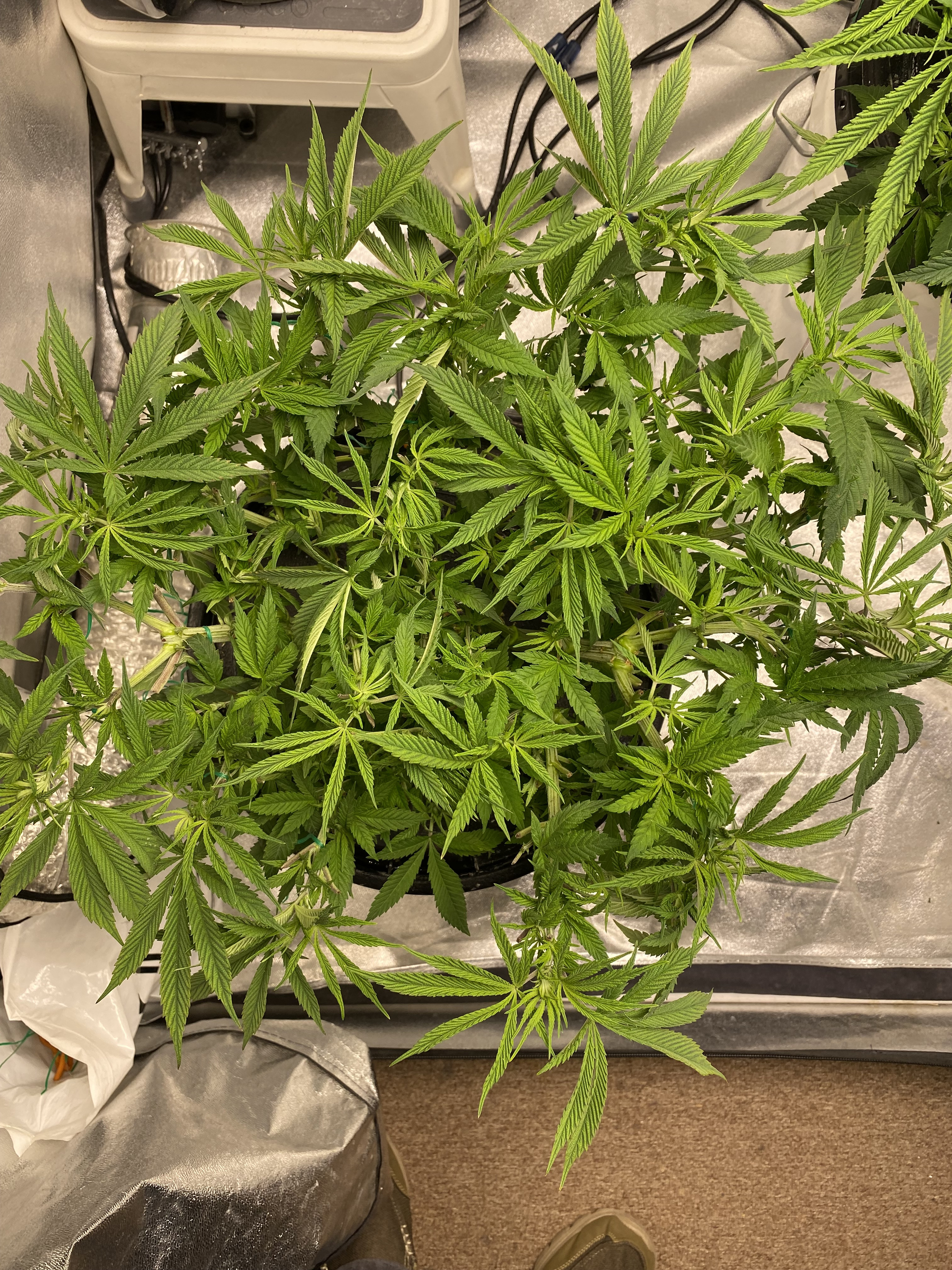 PPK (left) PB (right) - Click image for larger version  Name:	Preflower_Defoliation Week 8.jpg Views:	11 Size:	4.72 MB ID:	559423