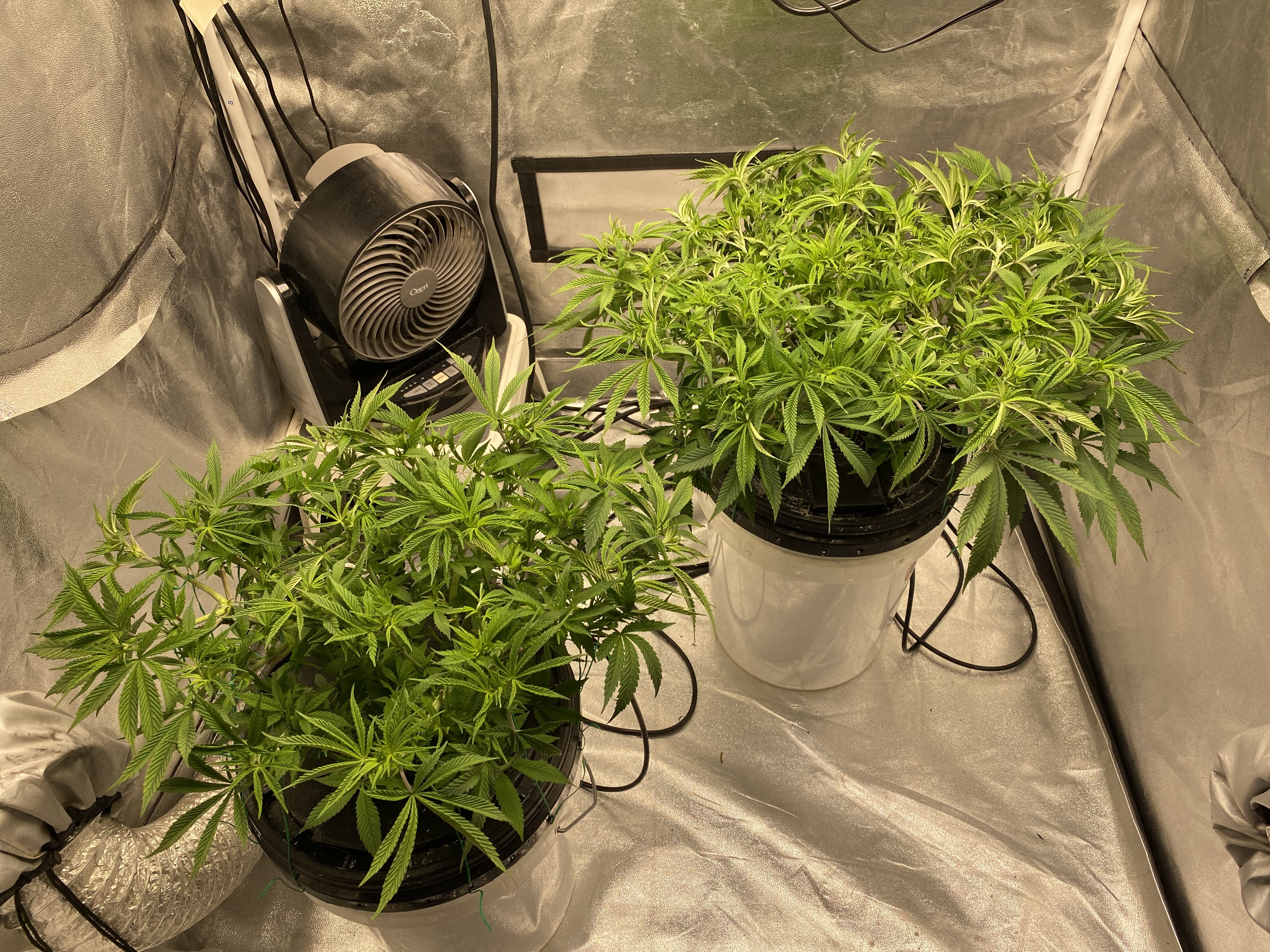 PPK (left) PB (right) - Click image for larger version  Name:	Preflower_Defoliation Week 8.jpg Views:	11 Size:	4.72 MB ID:	559423