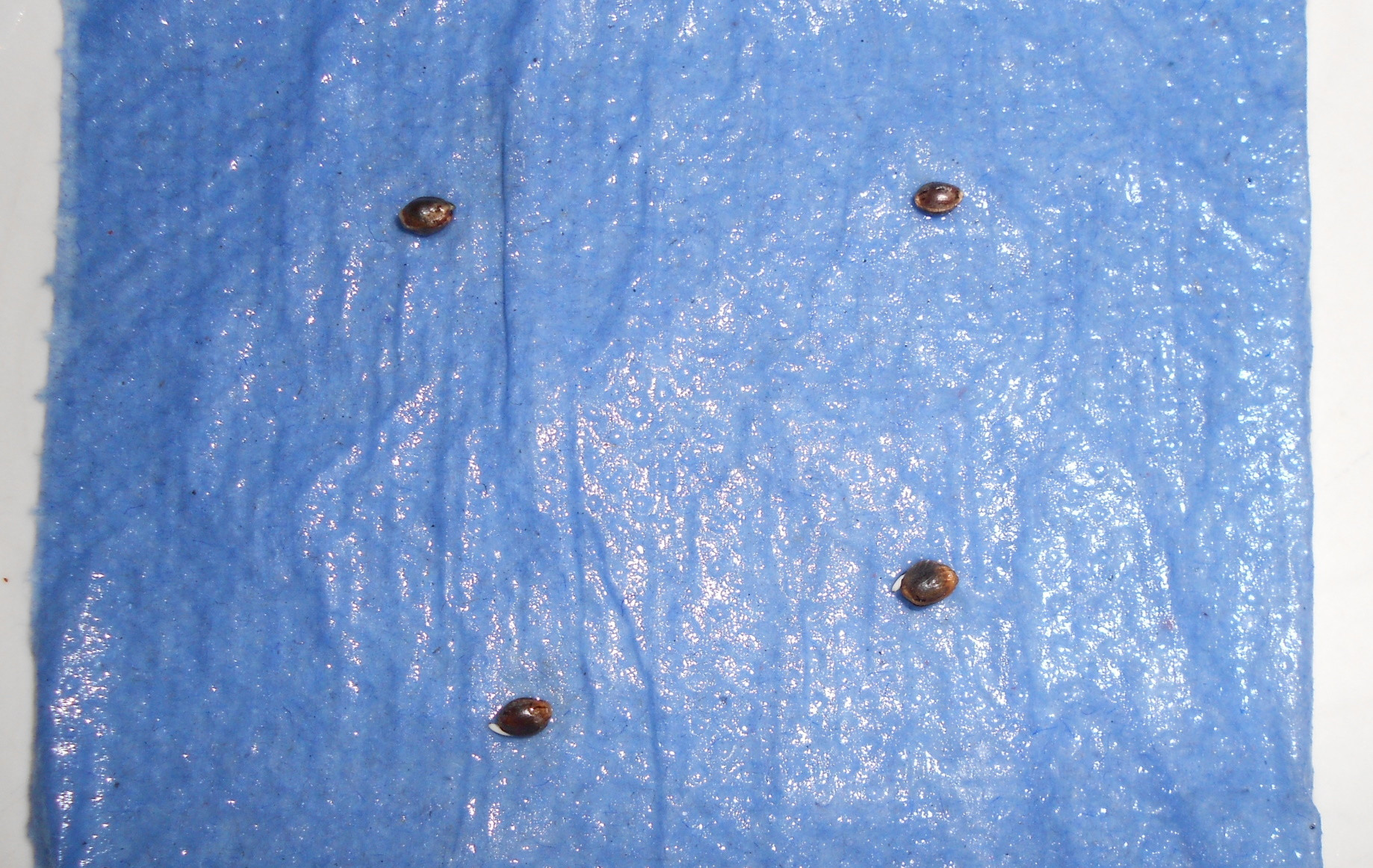 Prep - Seeds - paper towel - Copy.jpg