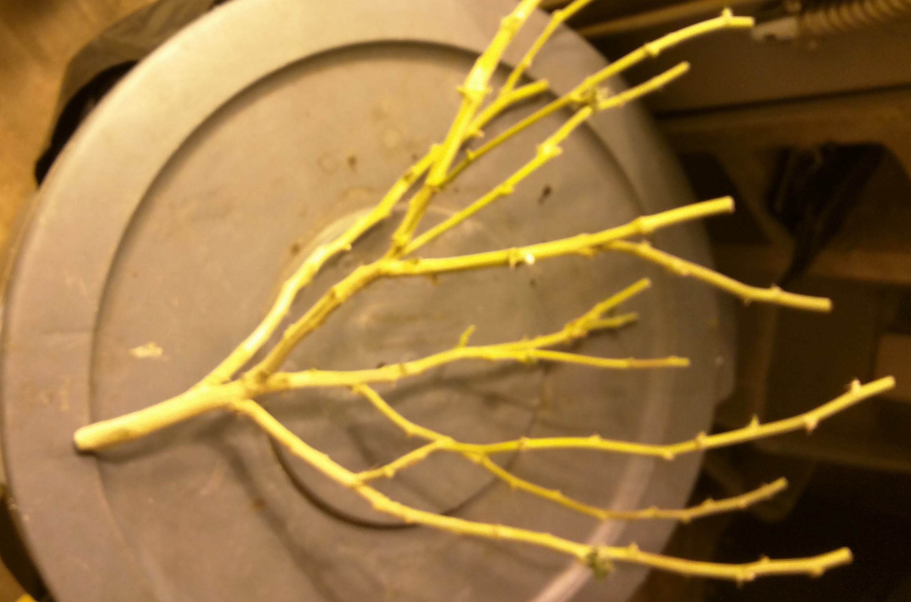 Pruning Structure.jpg