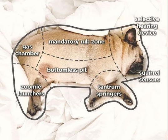 Pug.png