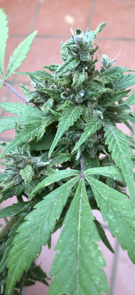 Purp 1.png