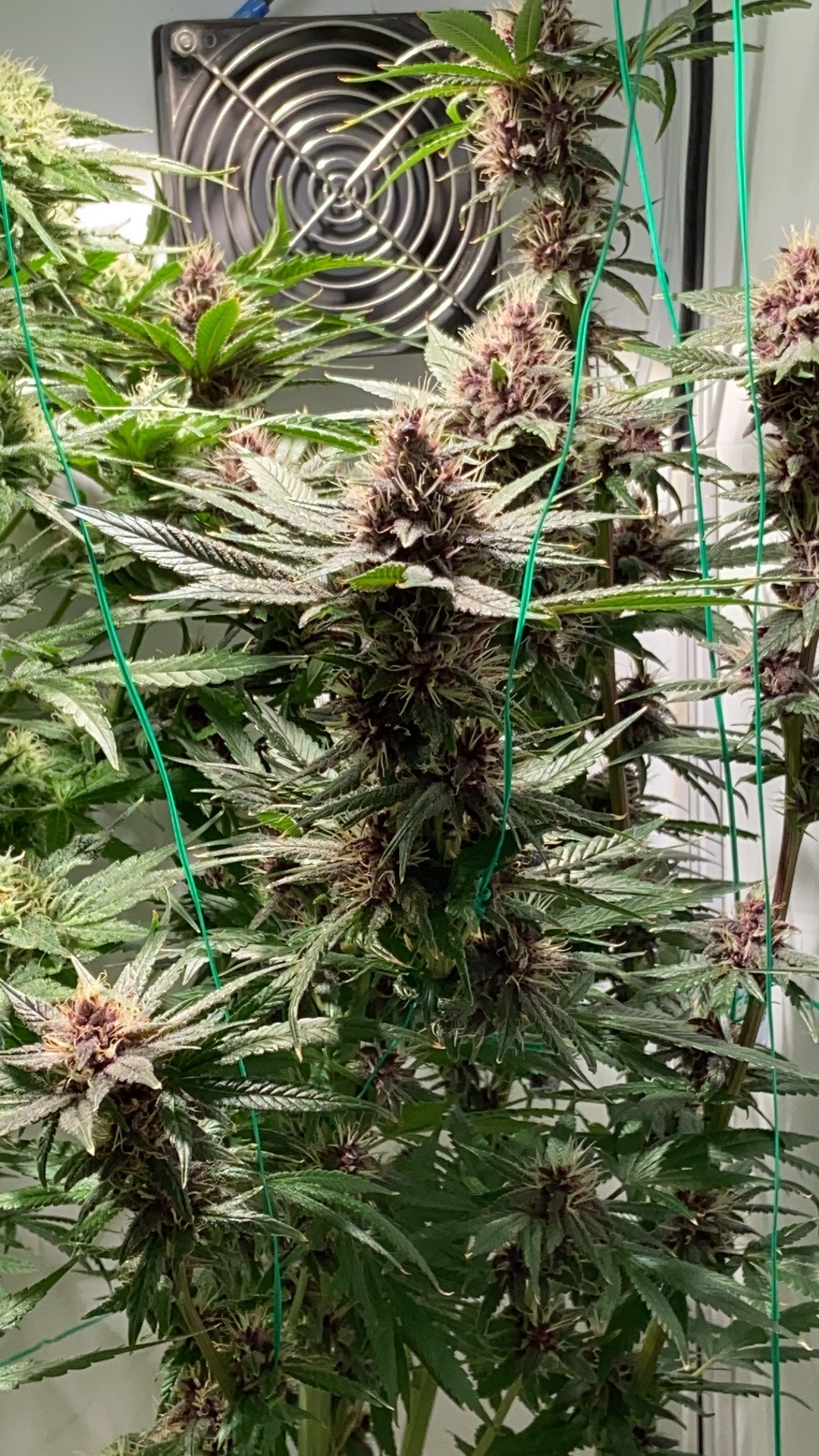 purp 12 1.jpg
