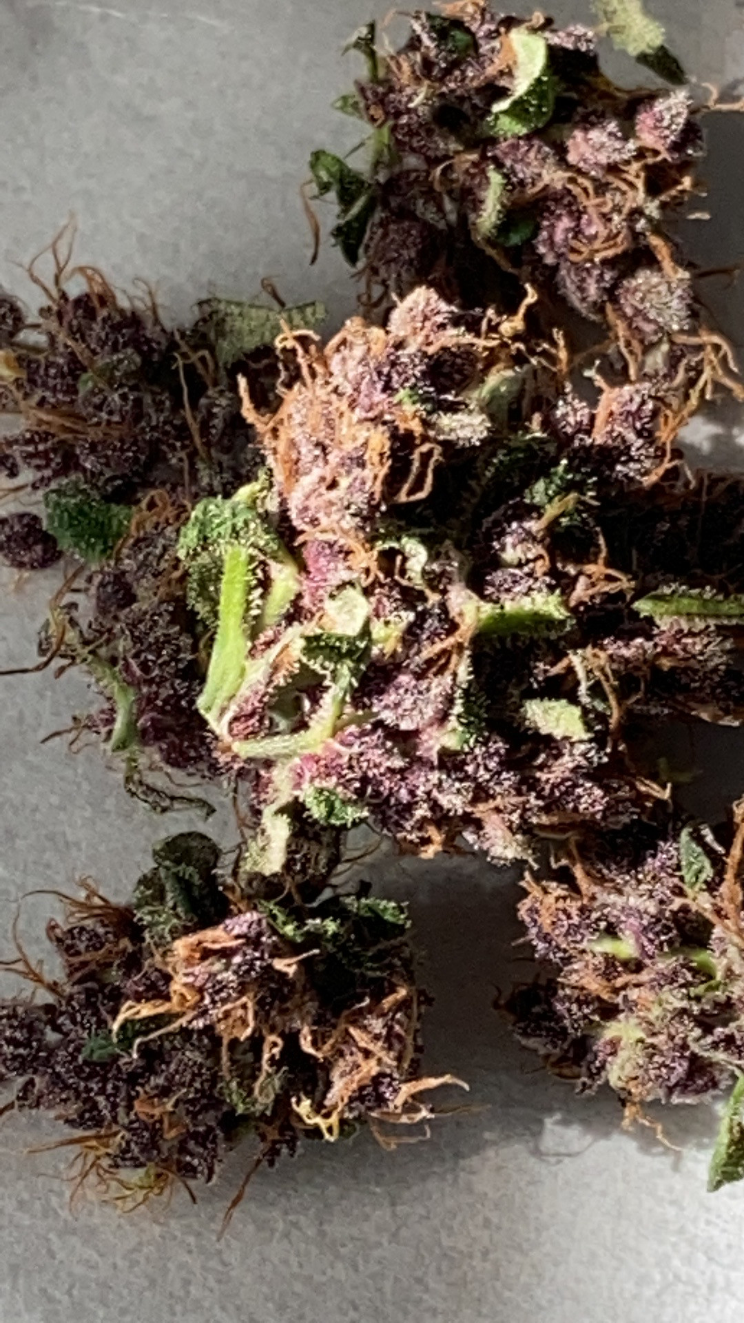 purp1.jpg