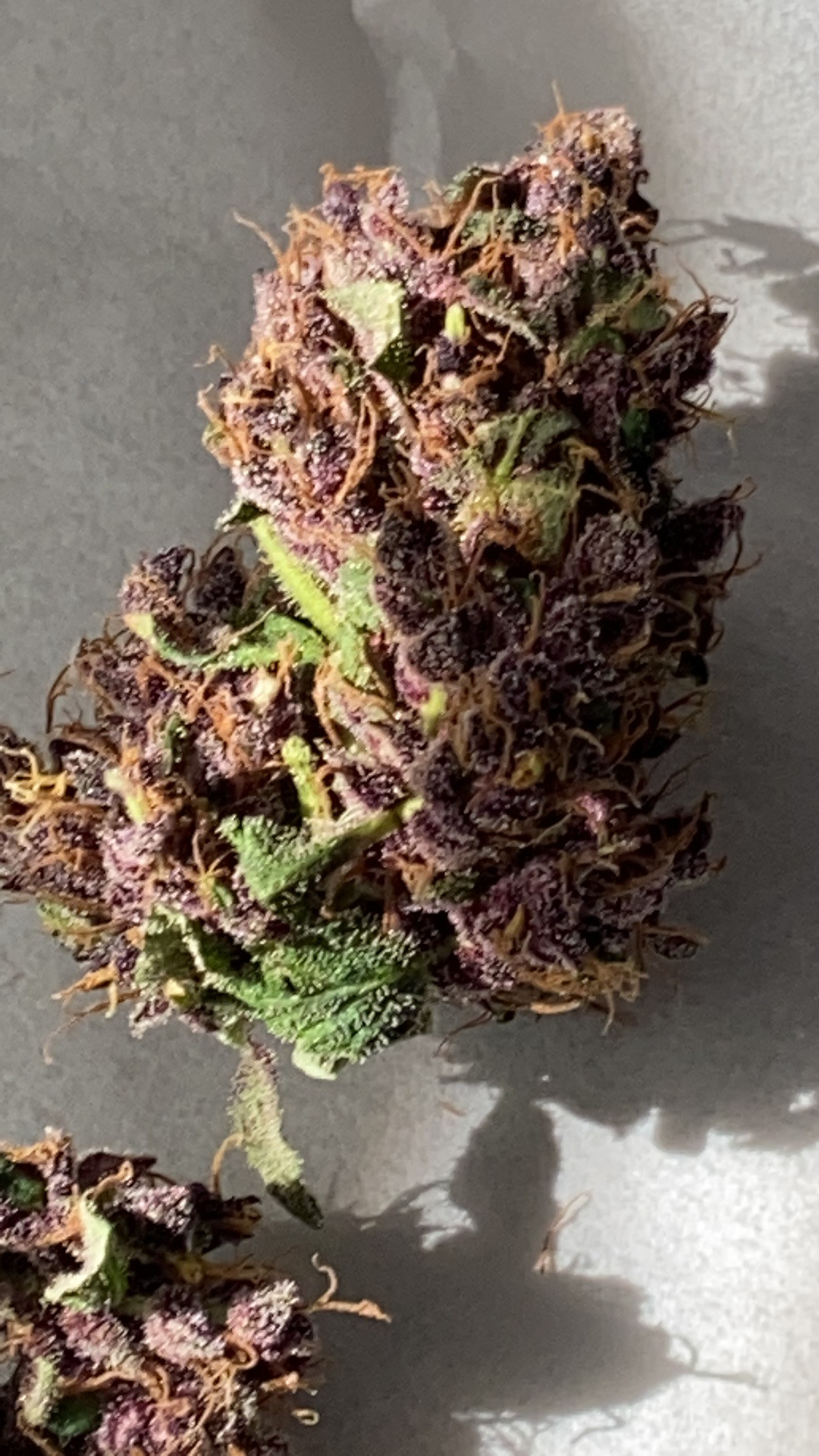 purp2.jpg