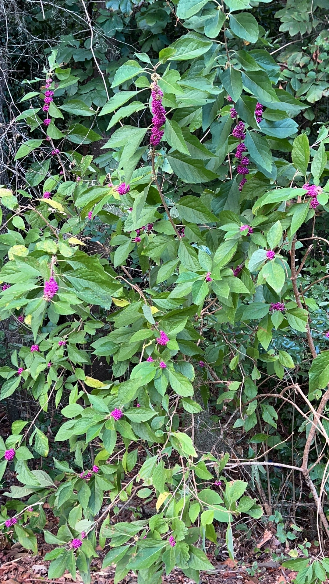 purple berries.jpg