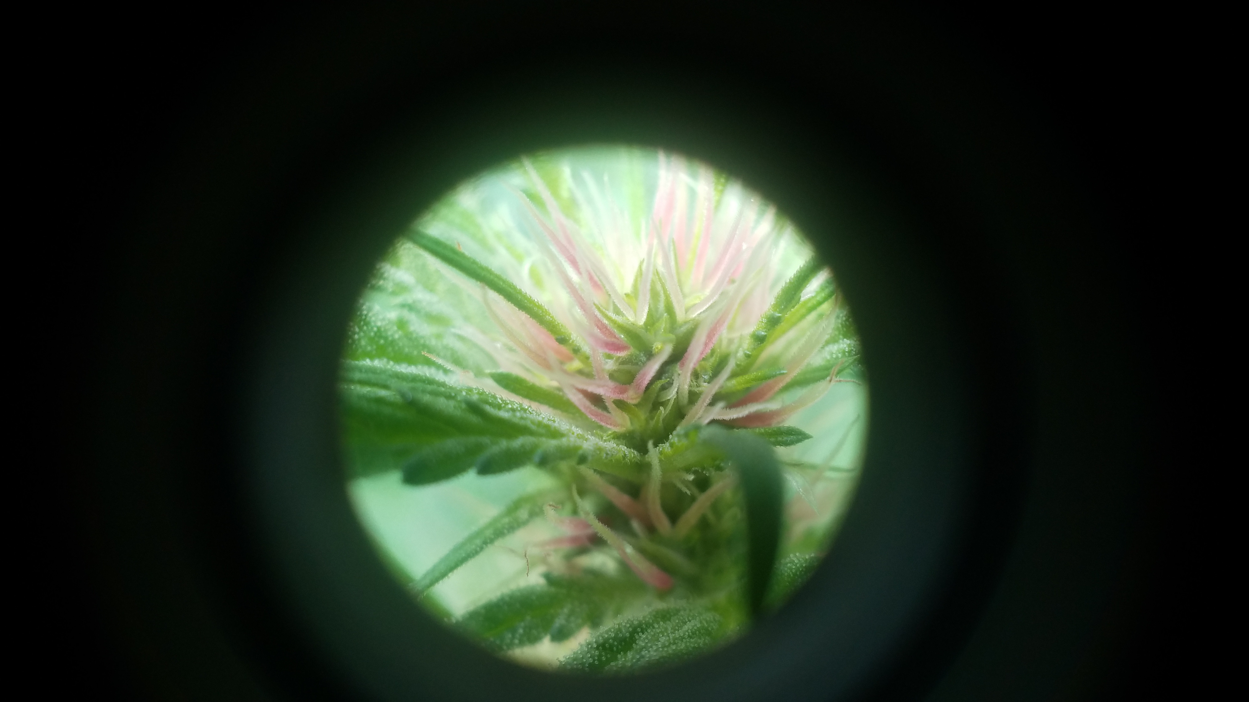 PURPLE FLOWER 2.jpg
