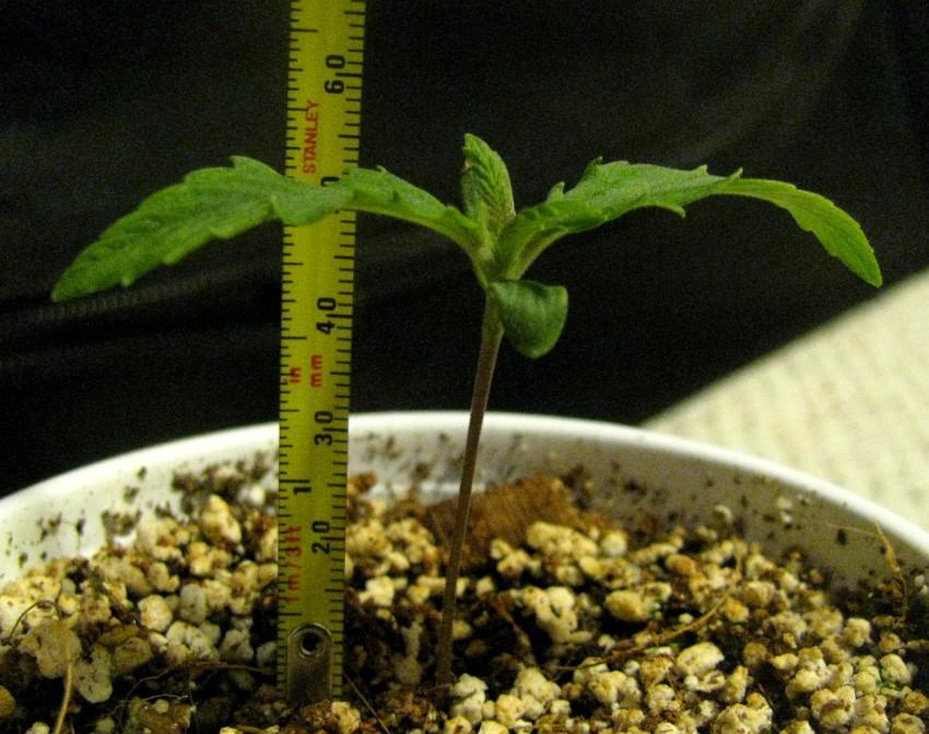 PXL Height.JPG