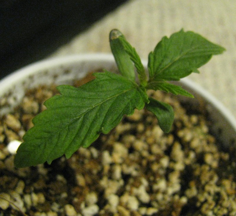 PXL LeafCloseup.JPG