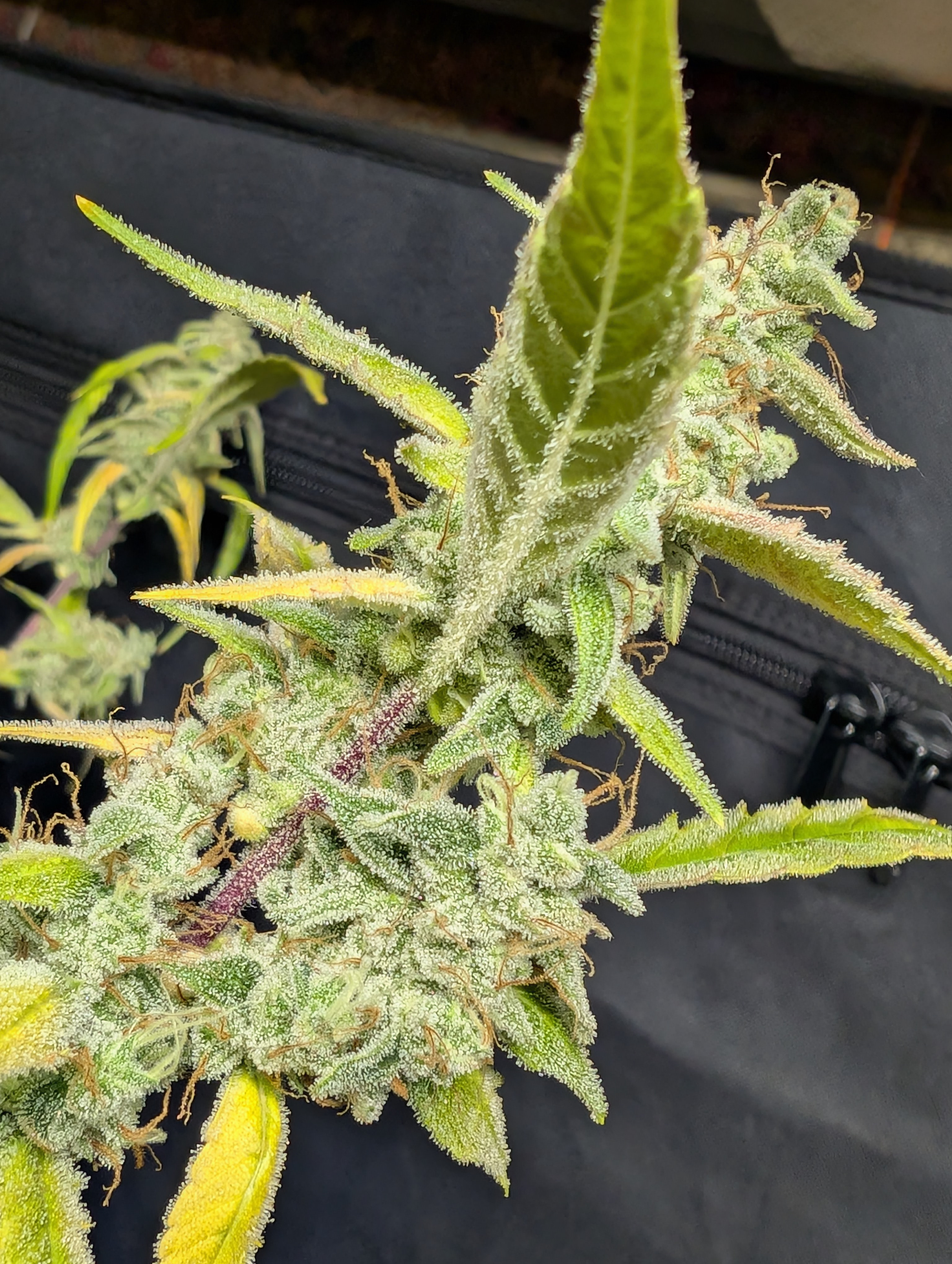 Click image for larger version  Name:	PXL_20250106_012948181.jpg Views:	0 Size:	4.14 MB ID:	641480