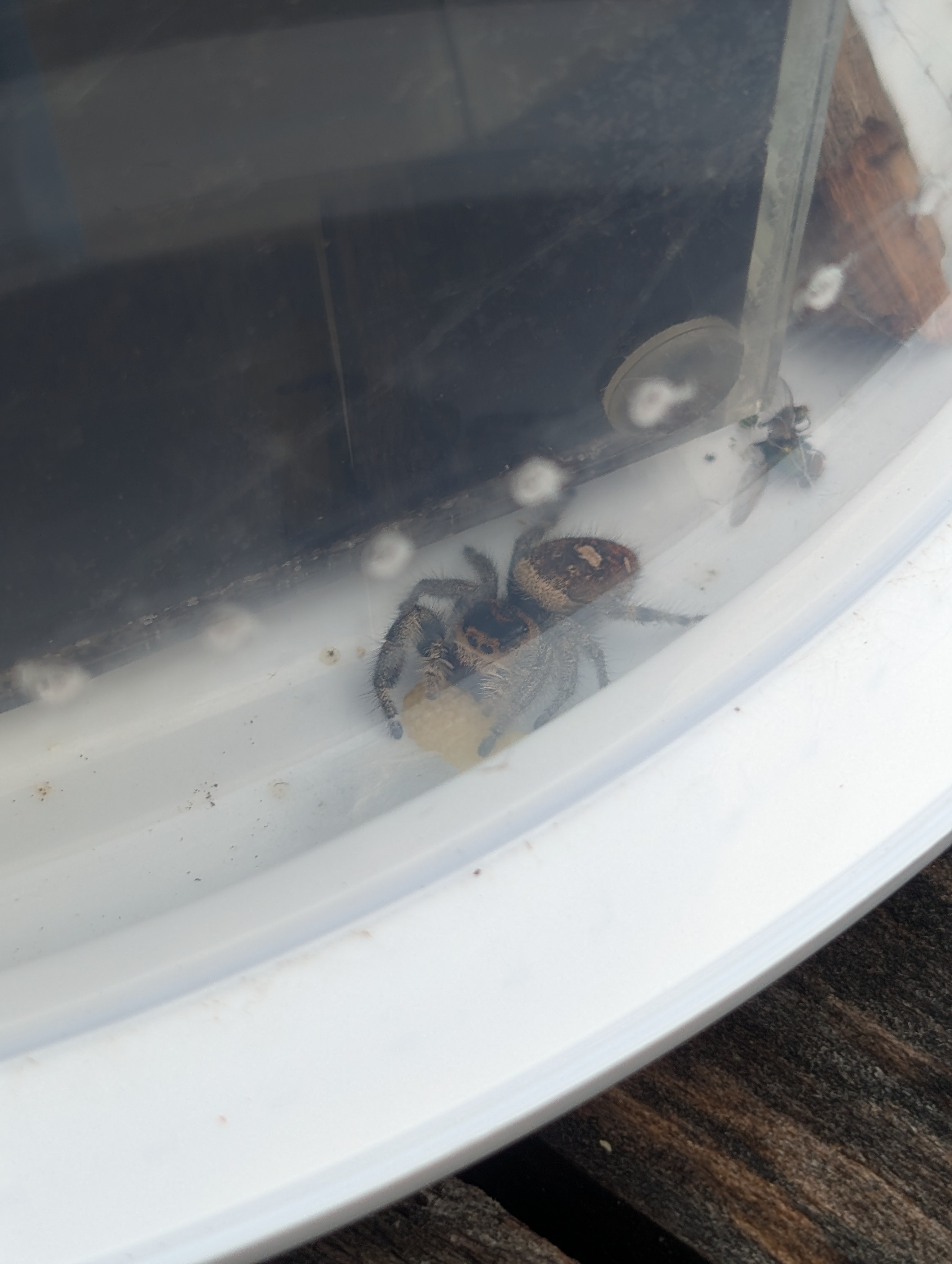 PXL_20250707_213904316.jpg