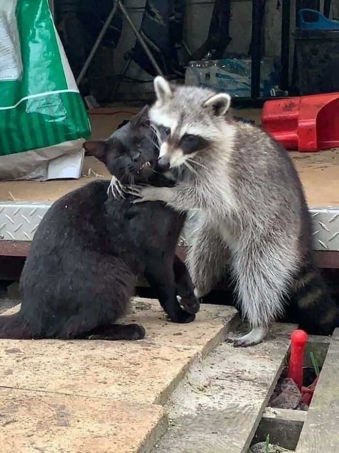 raccoon.jpg