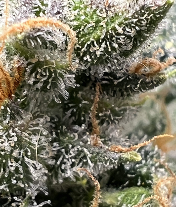 Rainbow haze.png