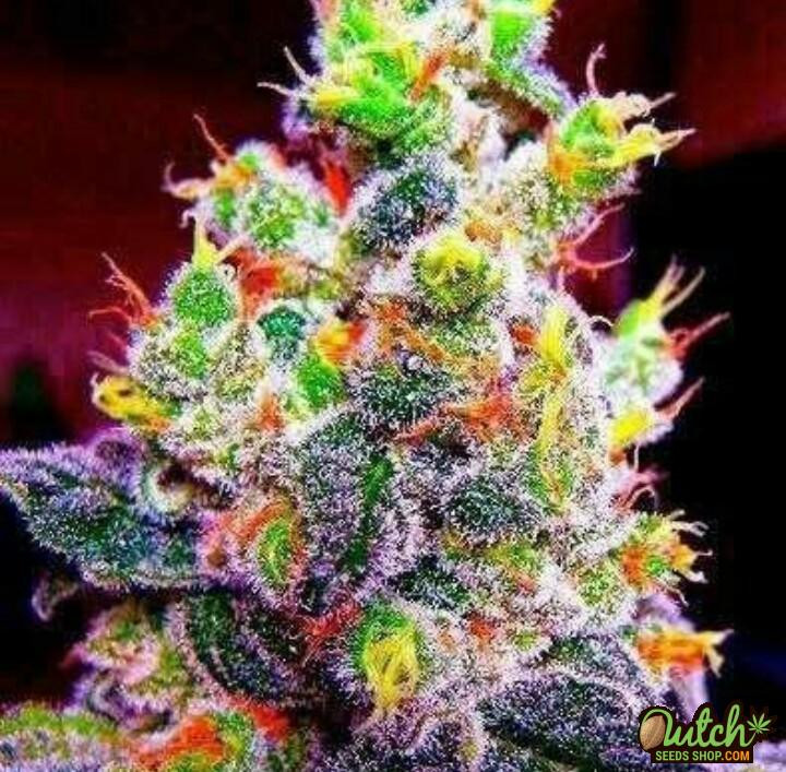 Rainbow-Kush-Feminized-Seeds.jpg