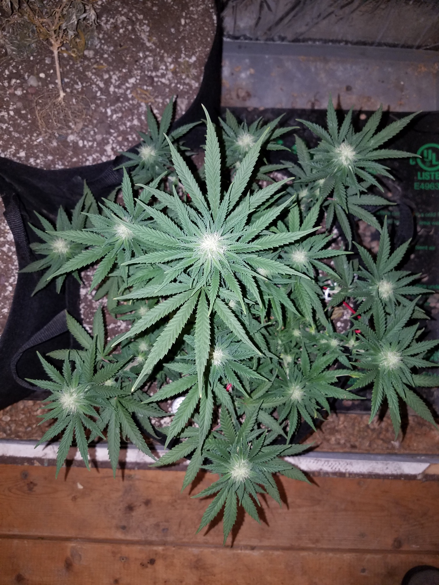 Resized_20220426_201551_1067.jpeg