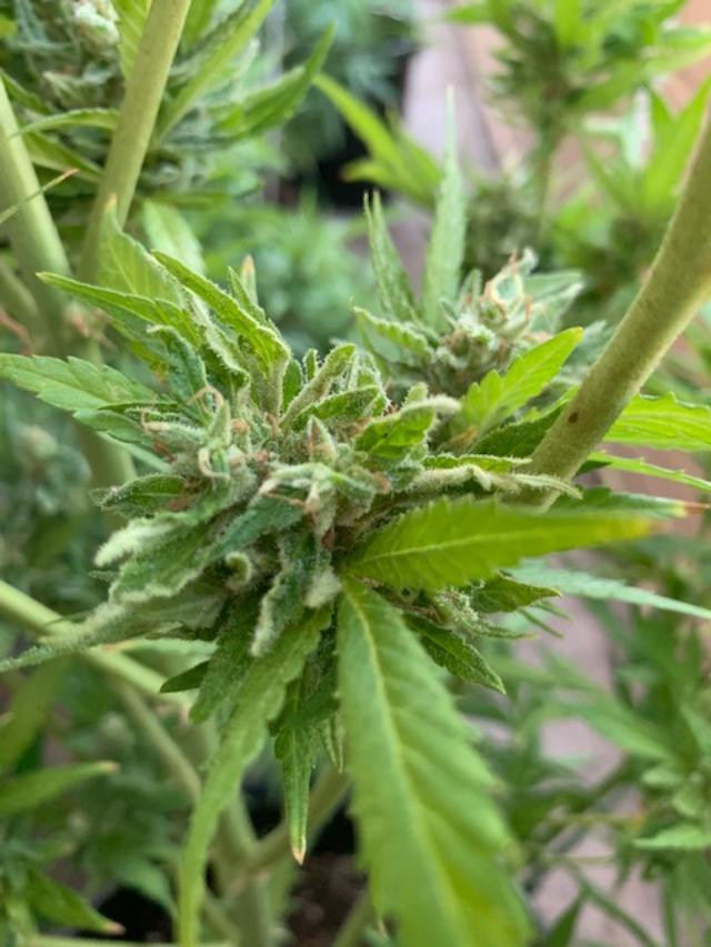 reveg bud.jpg