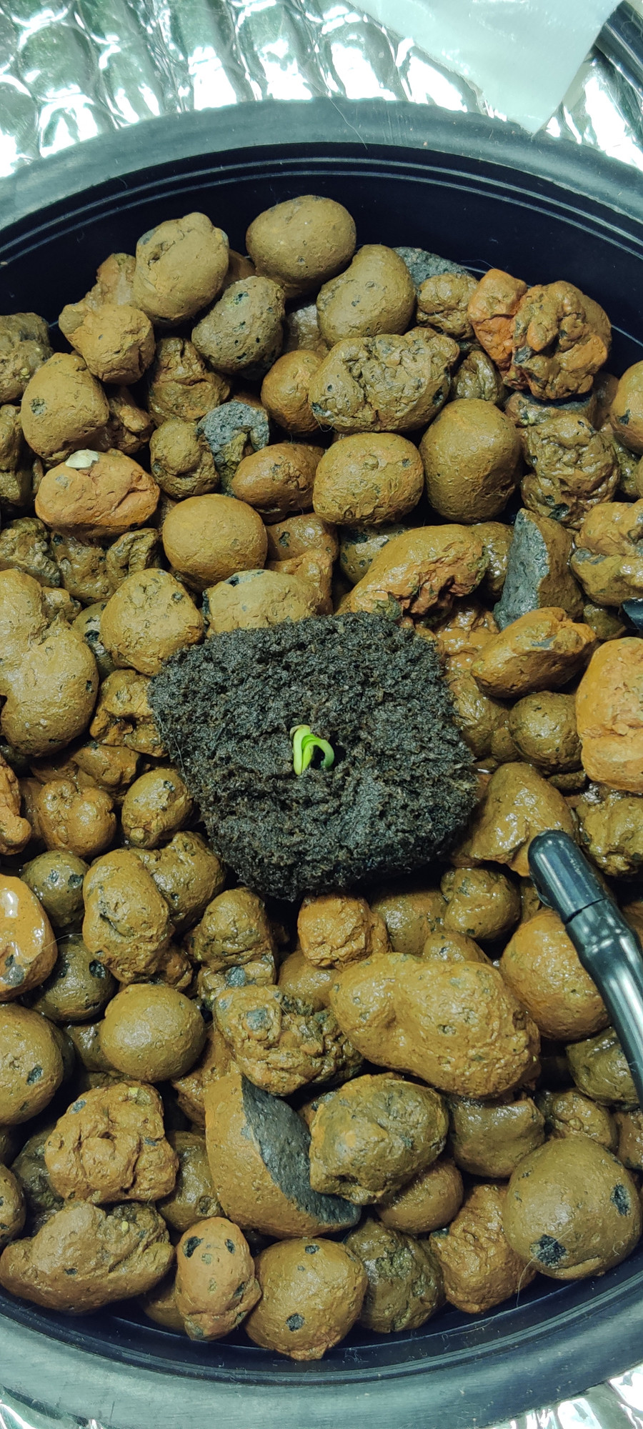 right seed 05-12-2020.jpg