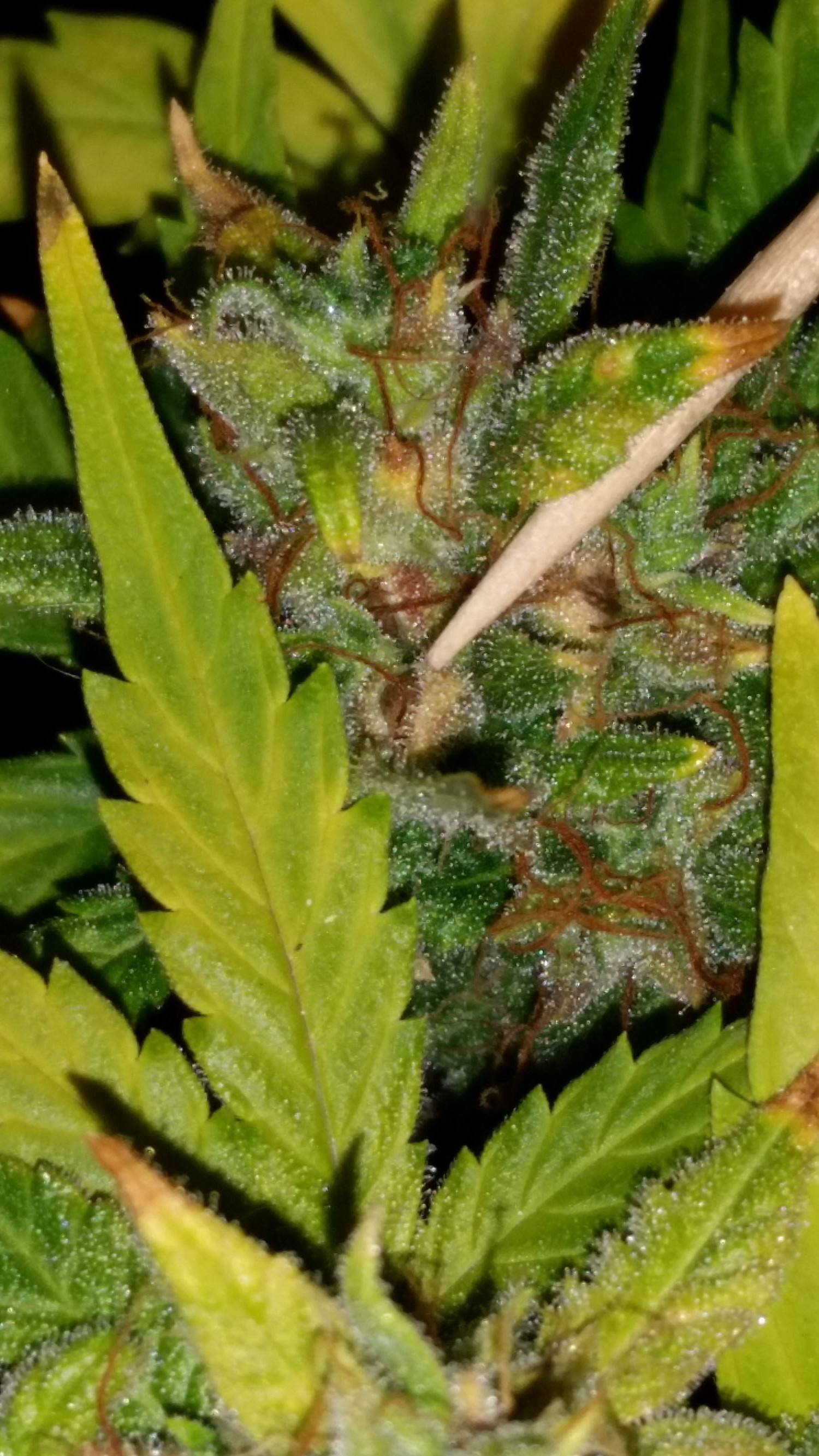 Ripe seeds in living plant.jpg
