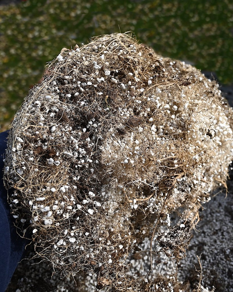 Root Structure 2.jpg