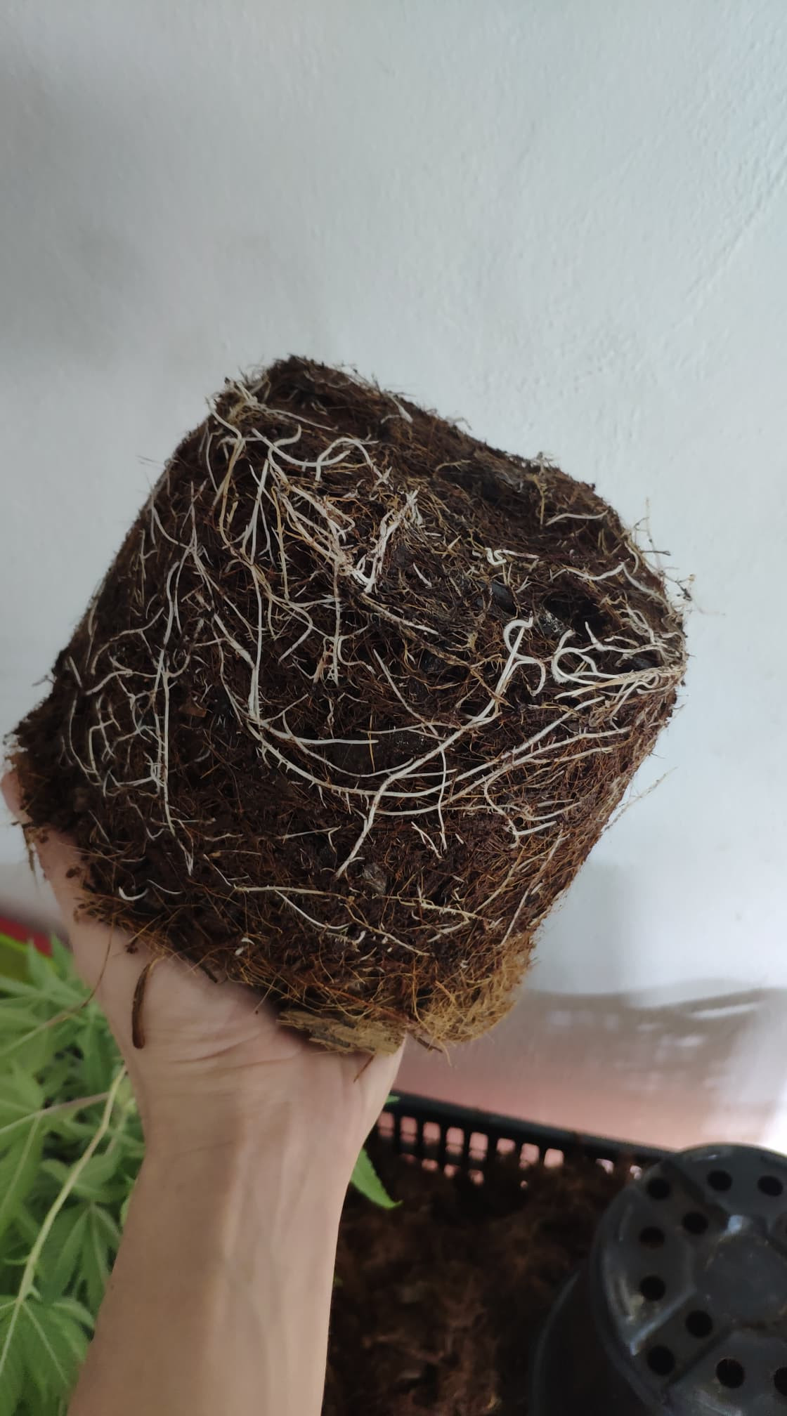 roots.jpg