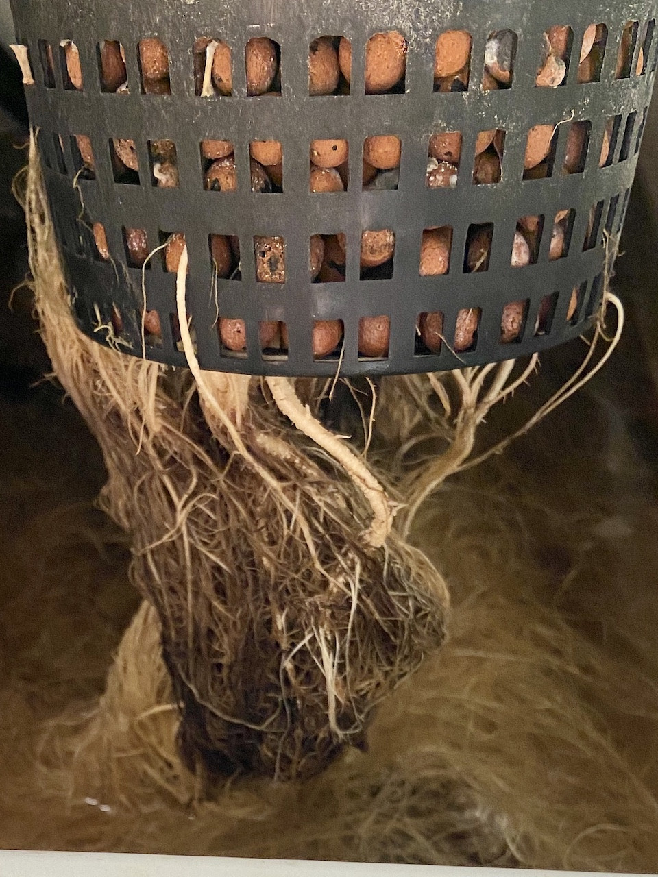 roots3 copy.jpg