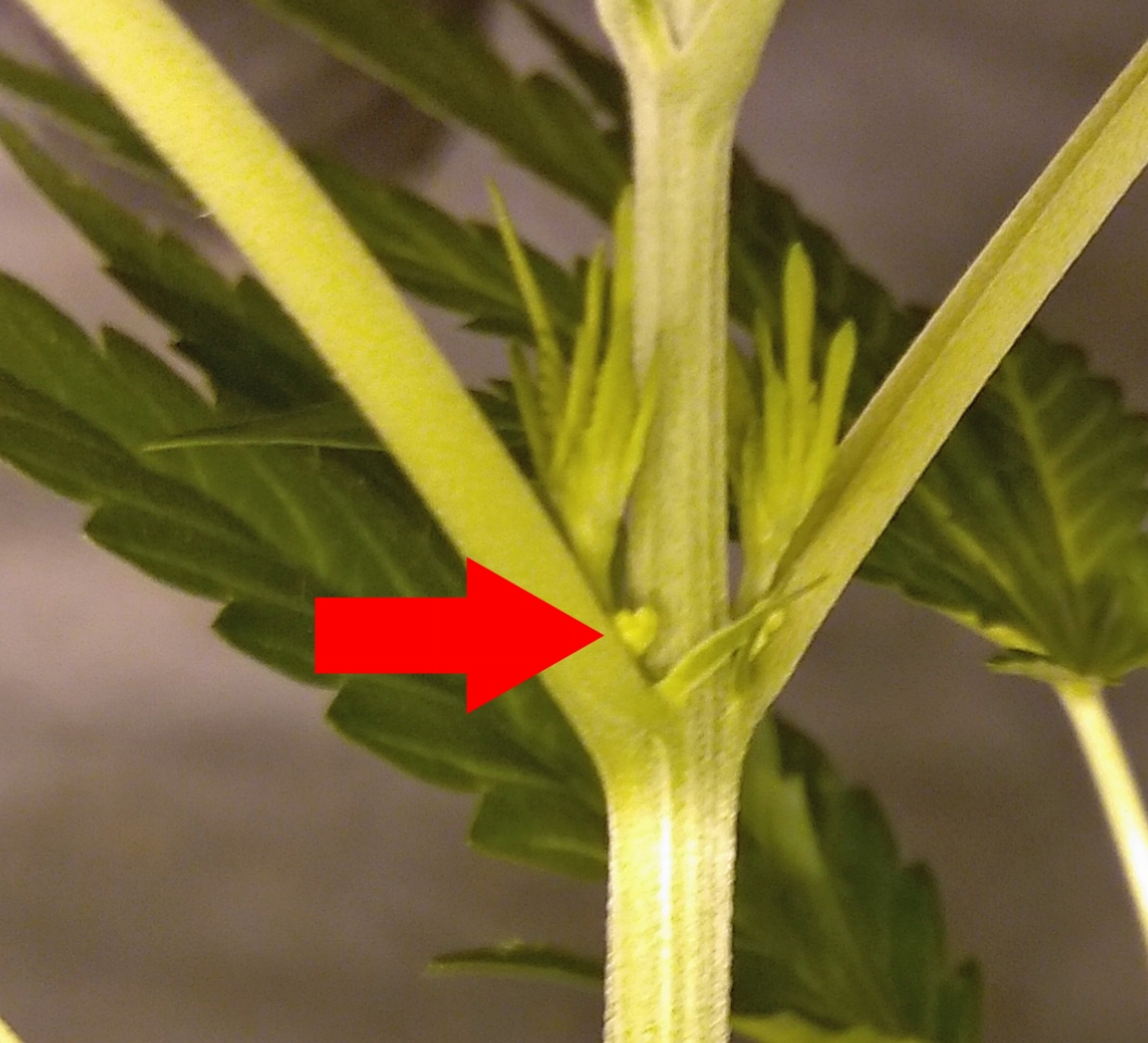 Rug Burn OG sex day 41 -02.jpg