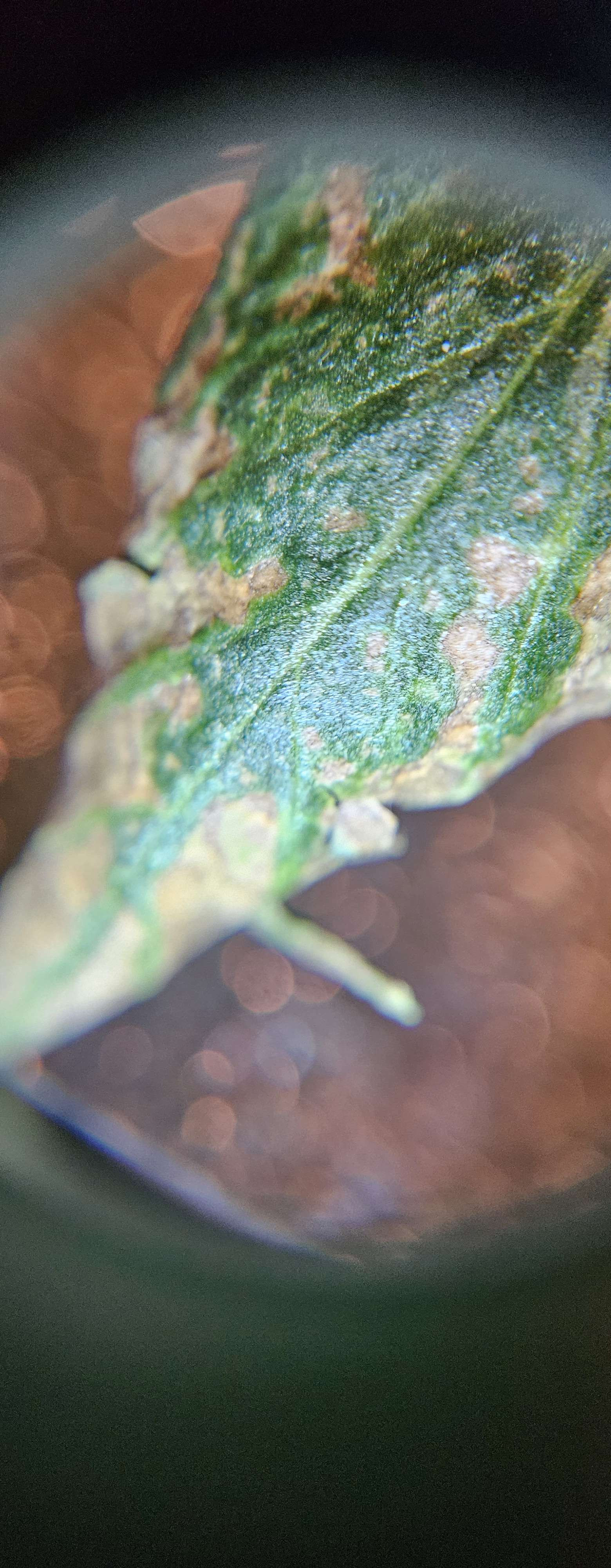sad plant 3.jpg