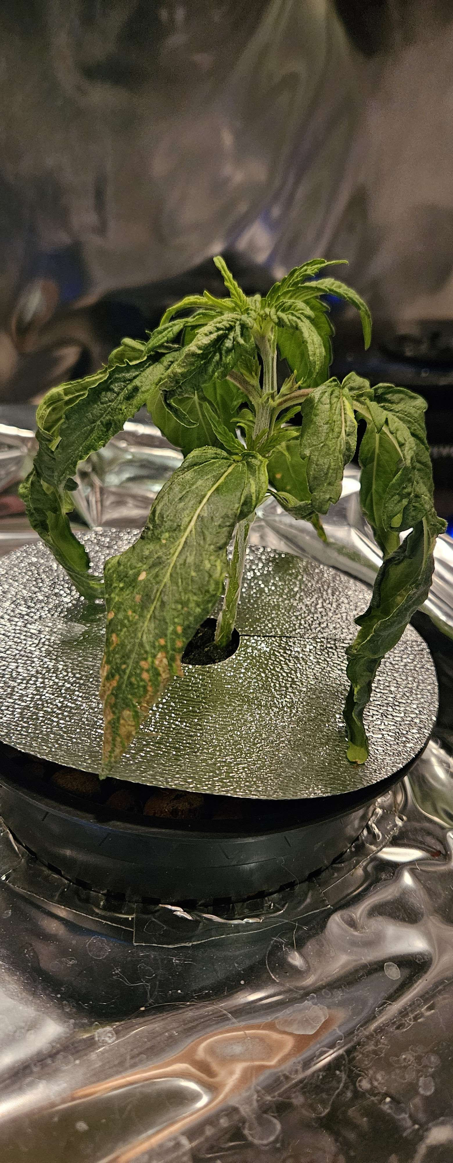 sad plant 4.jpg