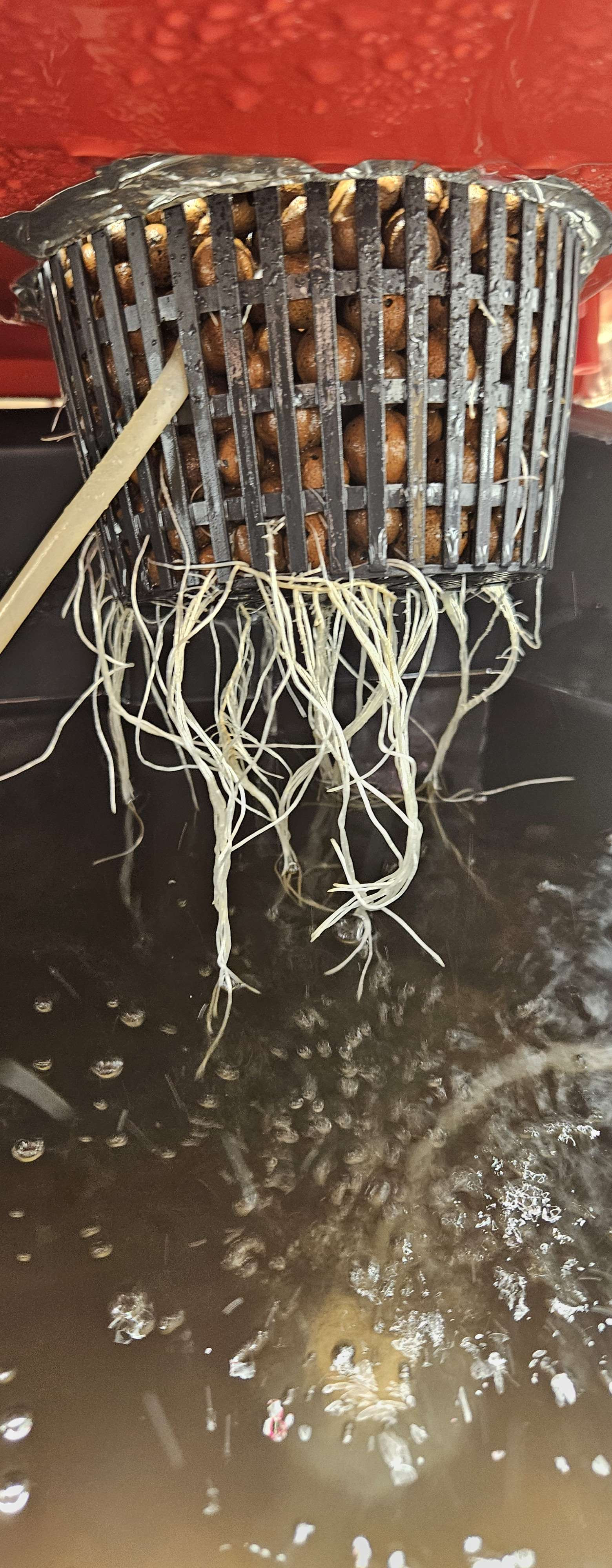 sad plant 7.jpg