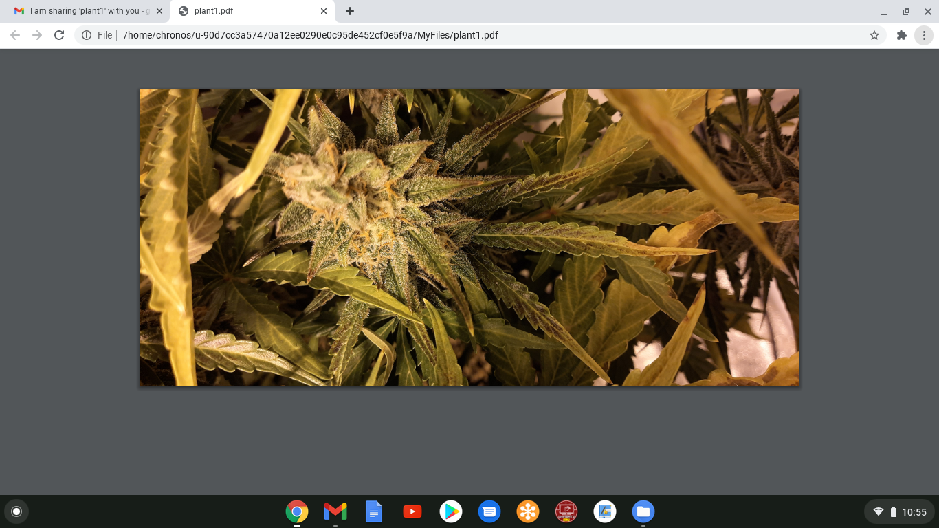 Screenshot 2020-12-13 at 10.55.19 AM.png