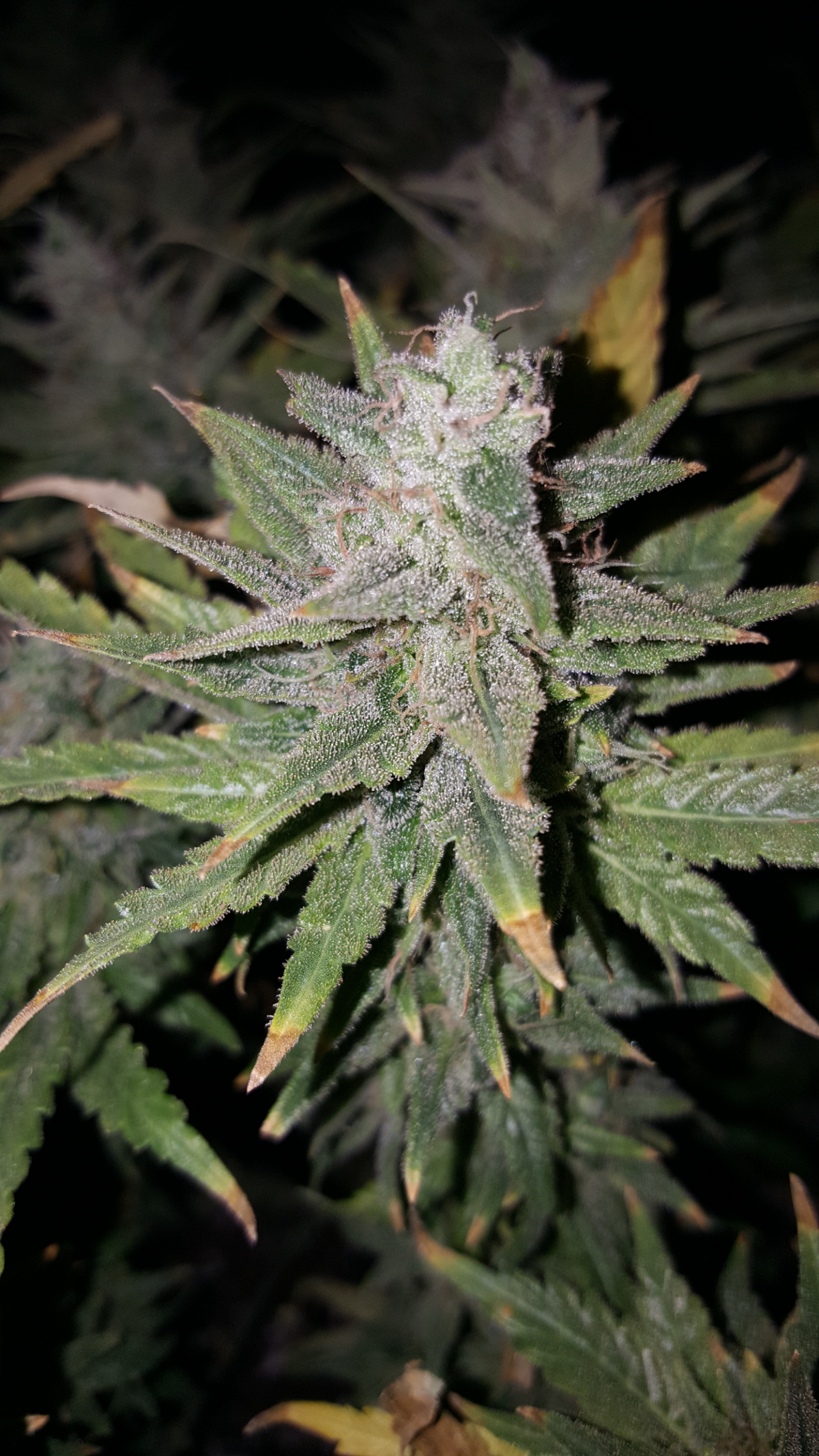 Screenshot_20170403-193158.png