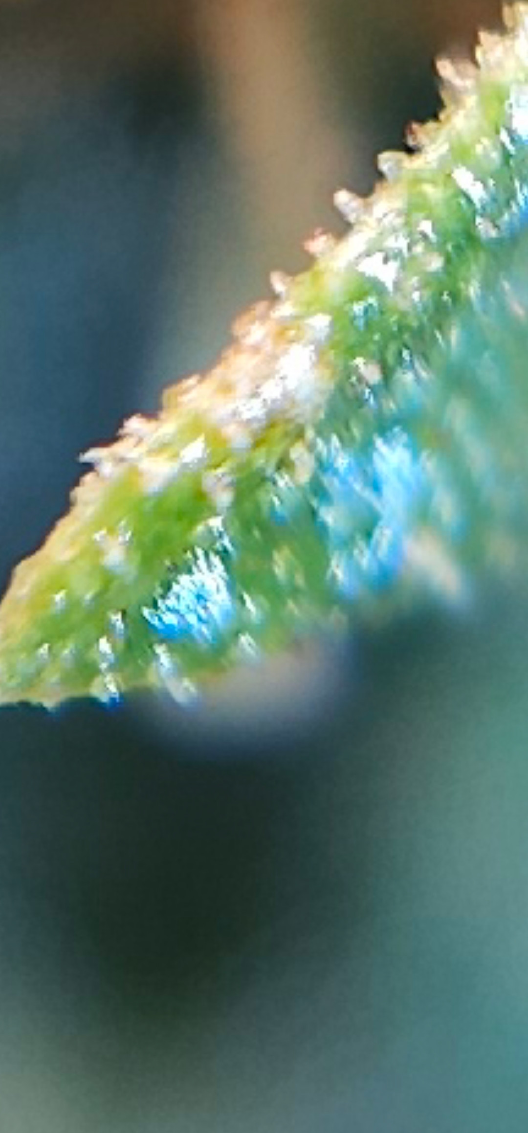 Screenshot_20230427_210328_Gallery.jpg