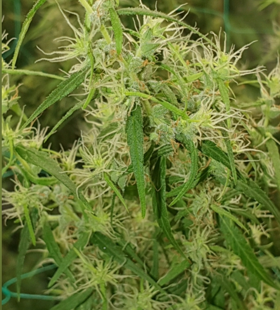 Click image for larger version  Name:	Screenshot_20250812-193436_YouCut - Video Editor.jpg Views:	1 Size:	287.3 KB ID:	655226