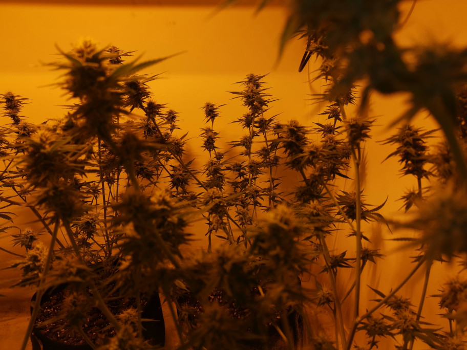 sea_of_weed.jpg - Click image for larger version  Name:	sea_of_weed.jpg Views:	0 Size:	202.6 KB ID:	398551