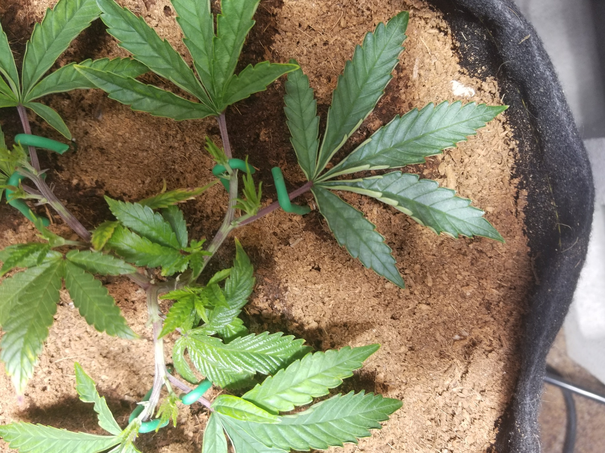 Second Topping responce.jpg