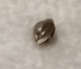 Seed start GDP1 2023 day 3.jpg