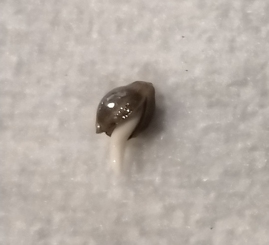 seed start 0 day 4 close.jpg
