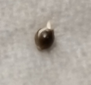 Seed start GDP1 2023 day 3.jpg