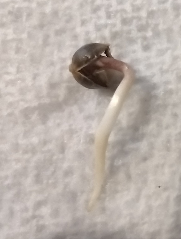 seed start 1 day 4 close.jpg