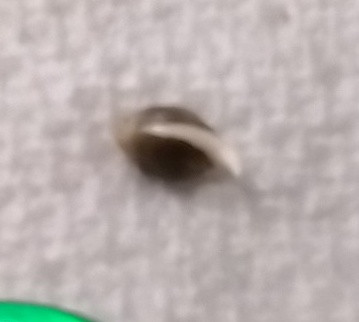 Seed start GDP1 2023 day 3.jpg