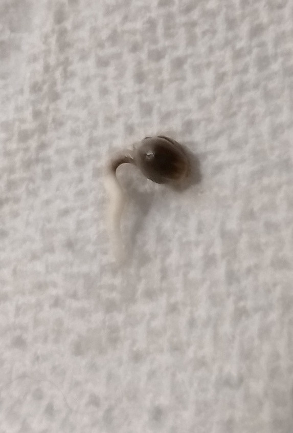 seed start 2 day 4 close.jpg